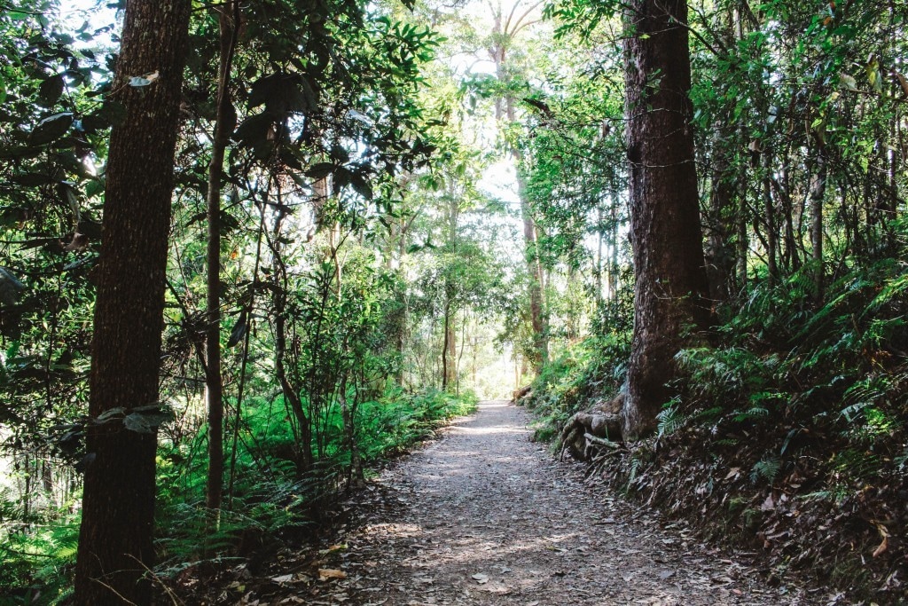 Maleny Rainforest Walk Mary Cainrcross Park and Maleny Retreat Rainforest Walks